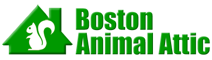 Boston Animal Attic